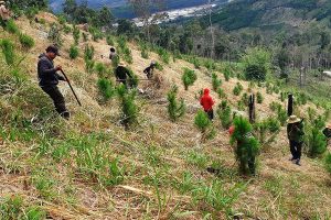 Gia Lai: Ngát xanh những cánh rừng vừa phát triển kinh tế vừa ứng phó với biến đổi khí hậu Quế Mai | 21/09/2021, 16:48