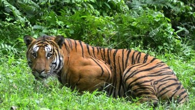 Ấn Độ: Nguy cơ tuyệt chủng loài hổ ở mức kỷ lục