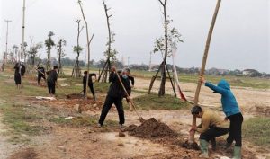 Hà Tĩnh: Phát triển “rừng trong phố” thích ứng với biến đổi khí hậu